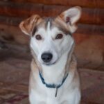Photo of sled dog Maude
