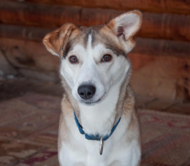 Photo of sled dog Maude
