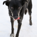 Photo of Allie, an amazing lead sled dog