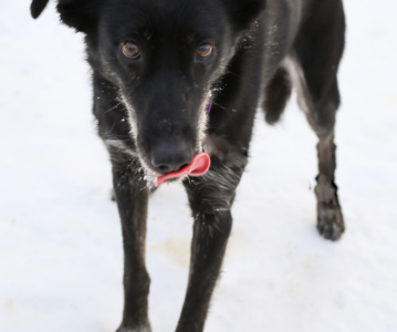 Run Free Allie