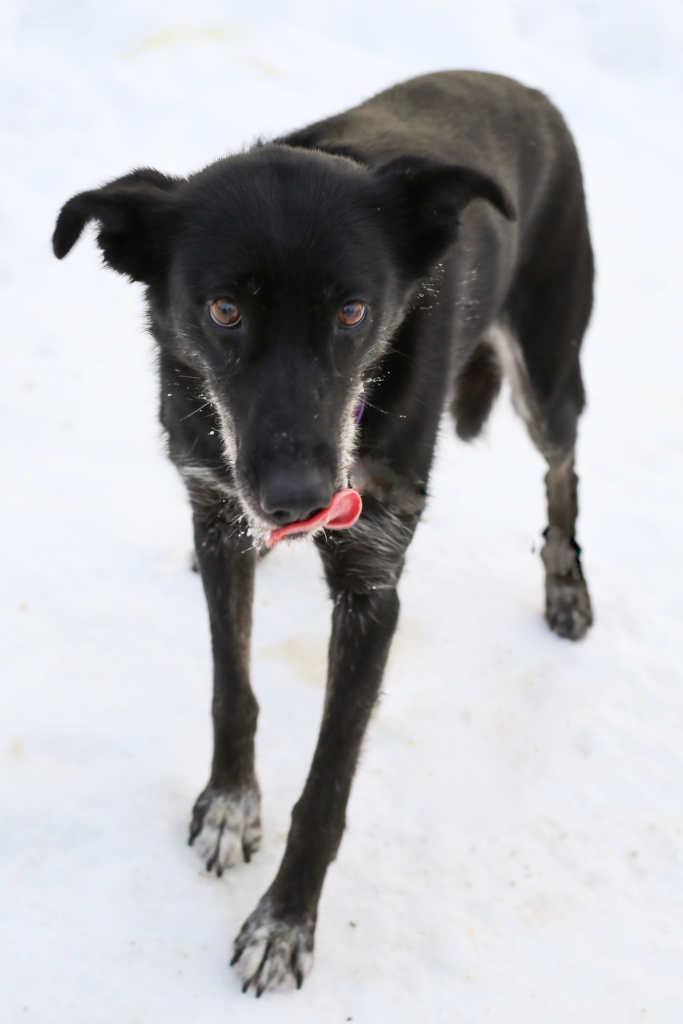 Photo of Allie, an amazing lead sled dog
